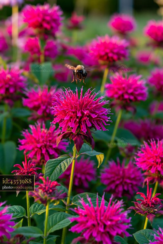 Monarda flowers attract pollinators in a vibrant garden setting