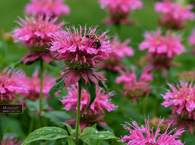 Monarda flowers attract various pollinators in a garden setting