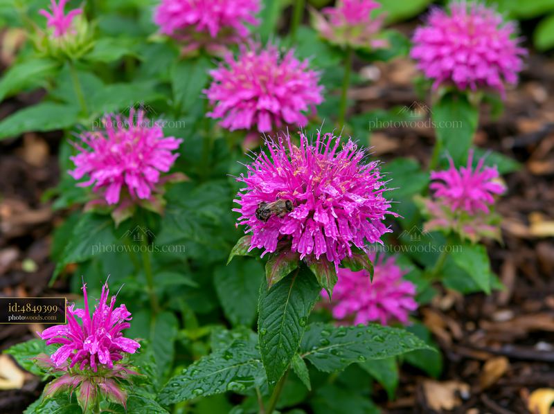 Monarda flowers with pollinators in a garden setting