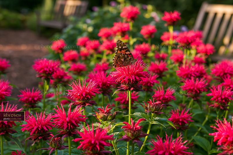Monarda flowers with pollinators in vibrant garden setting