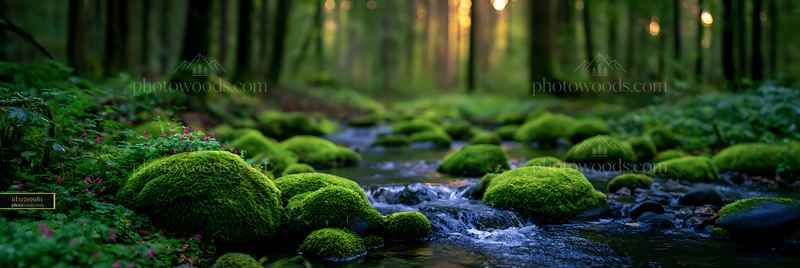 Moss-covered stones in a forest stream with sunlight shining