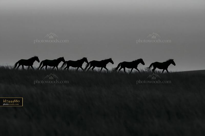 Mustangs crossing a moonlit prairie at night