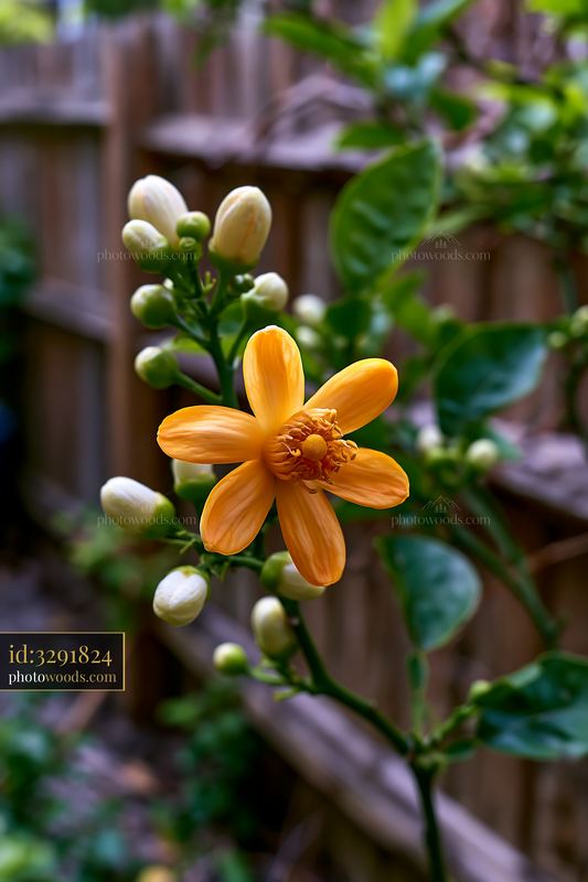 Orange tree flower with unopened buds and green leaves