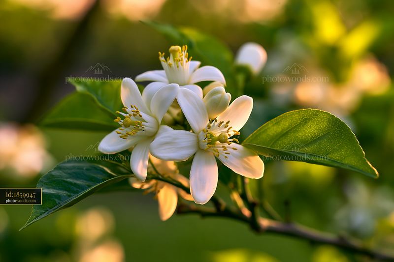Close up of orange tree flowers with green leaves
