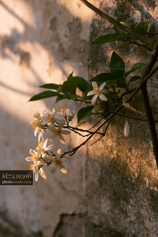 Close view of orange tree flowers with sunlight on a wall