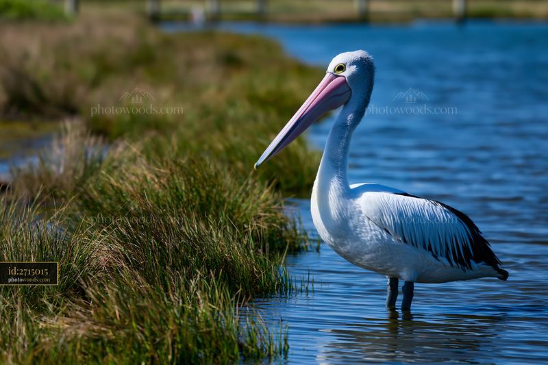 Pelican Standing in Shallow Water at the Wetland