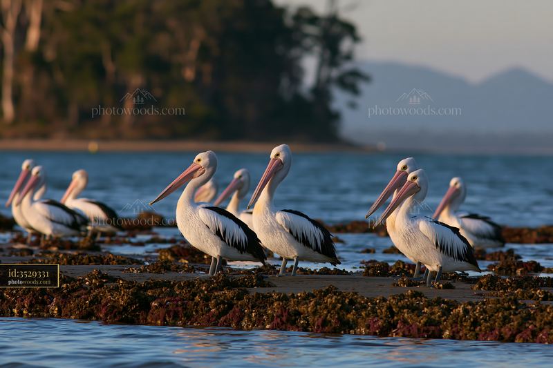 Coastline with protected marine habitat featuring pelicans