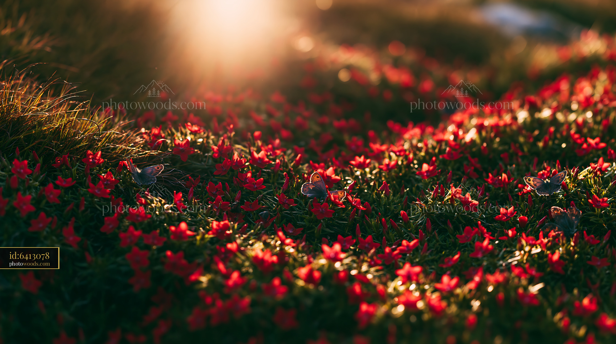 Pimpernel Blooming in a Meadow During Golden Hour