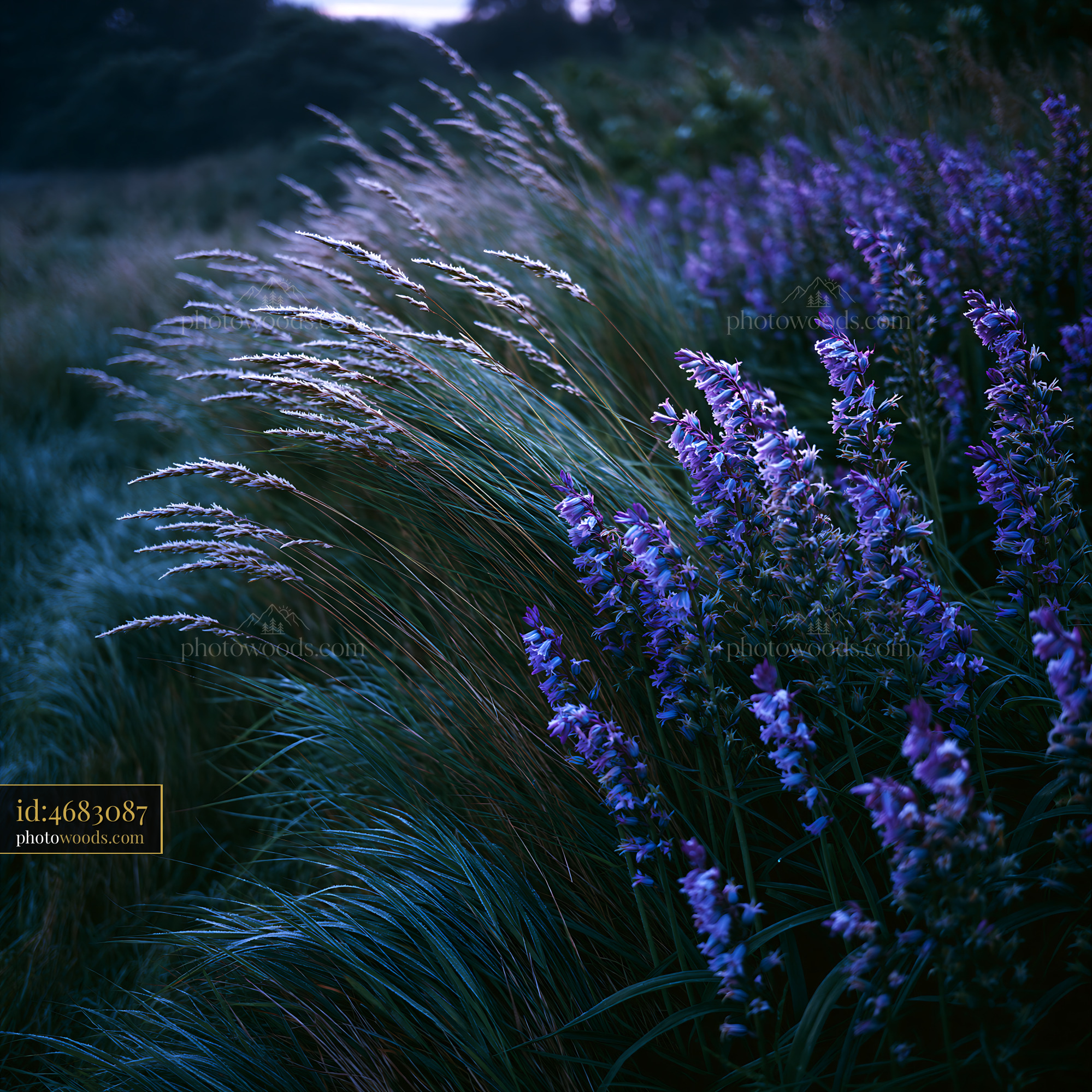 Pimpernel Flowers in a Meadow During Early Morning Light