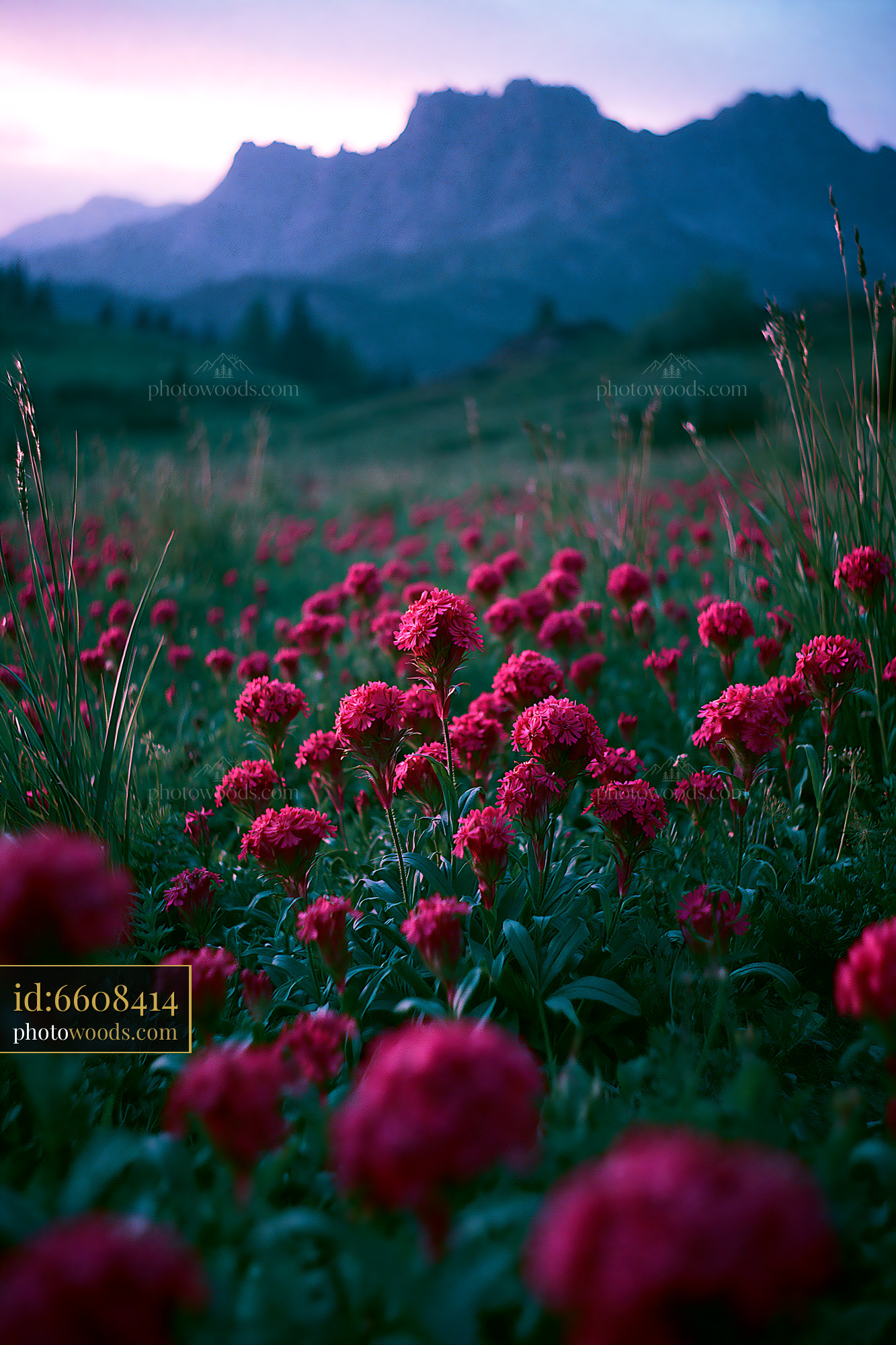 Pimpernel Wildflower Blooming in Meadow During Golden Hour