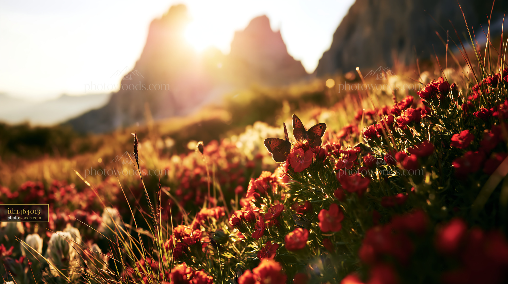 Pimpernel Wildflower Meadow With Butterfly at Sunset