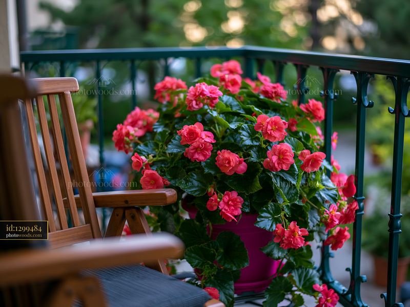 Begonia flowers brighten a balcony with vibrant colors