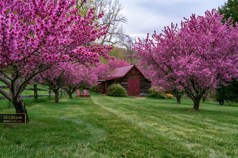 Peach trees covered in pink blossoms near a wooden barn