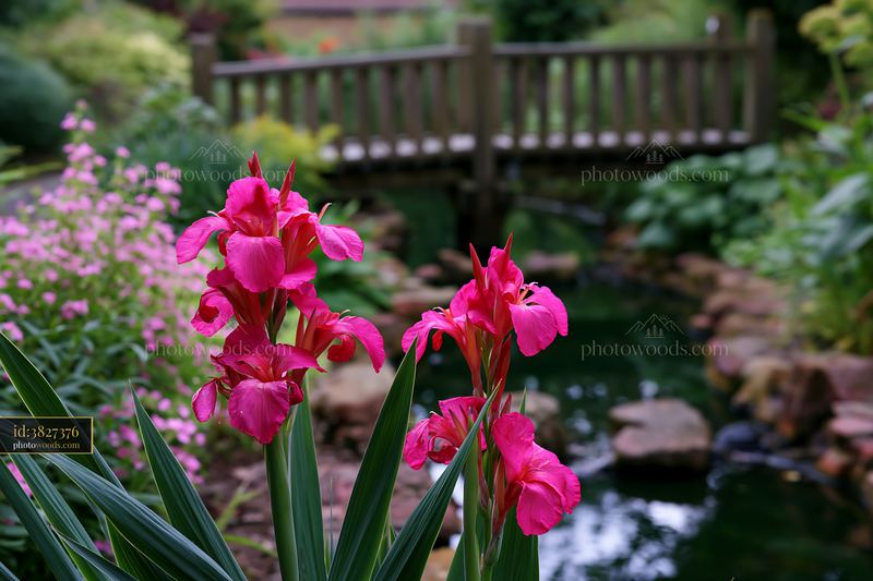 Pink canna lilies blooming beside a garden pond