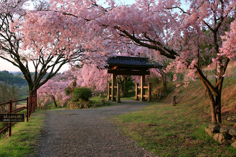 Cherry blossoms framing a traditional Japanese gate and garden path
