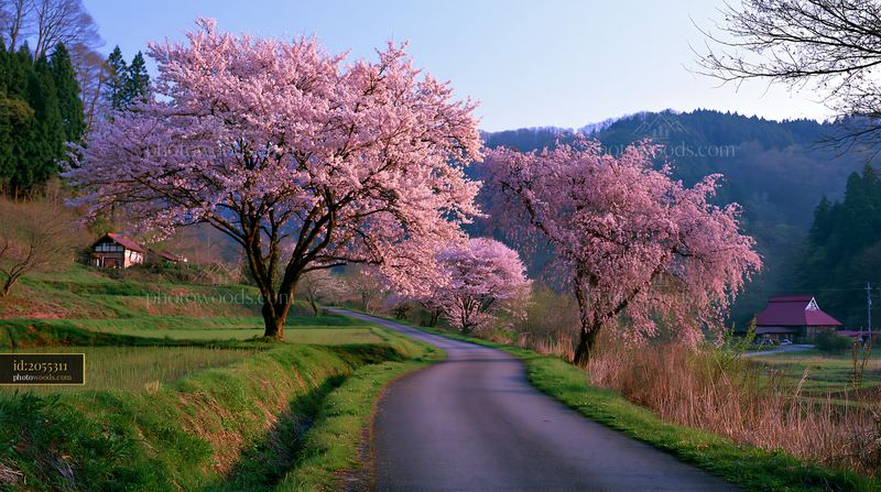 Cherry blossoms beside a rural road in Japan