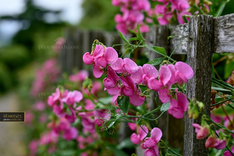 Pink sweet pea flowers climbing a rustic garden trellis