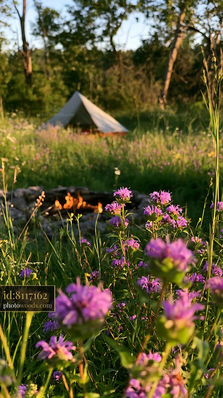 Wildflower meadow with tent and empty fire ring