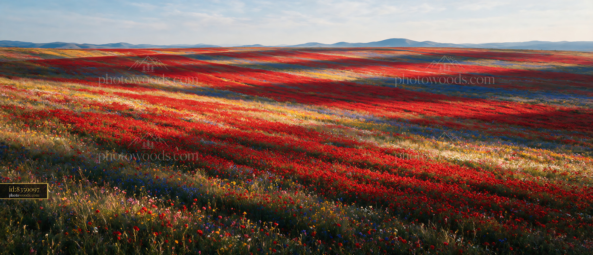 Poppy Fields Blooming in Spring Season Under Bright Sky