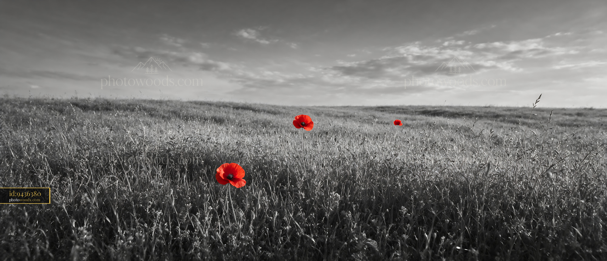 Poppy Flowers Blooming in a Green Meadow During Spring