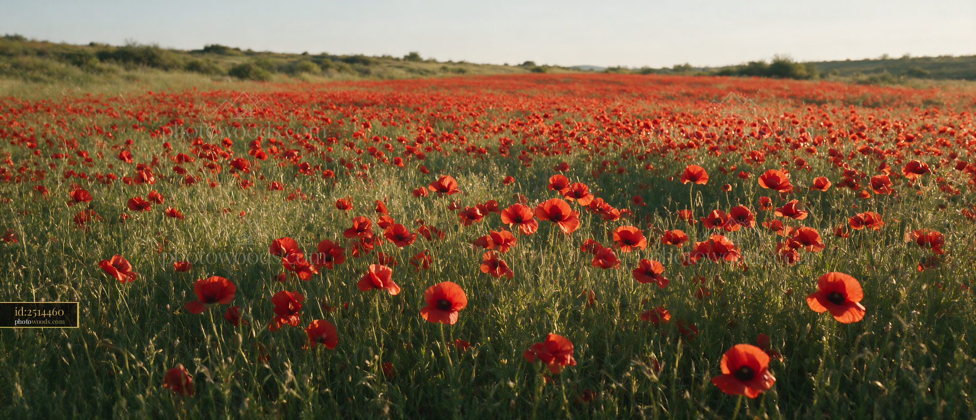 Poppy Flowers Blooming in a Meadow During Golden Hour