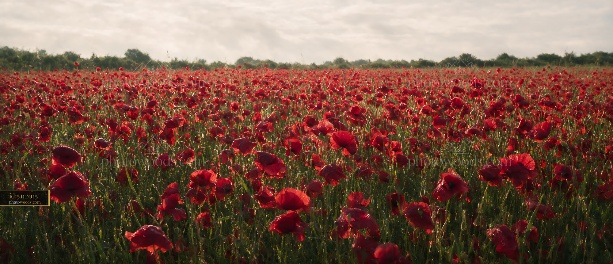 Poppy Flowers Blooming in a Vast Red Field Under Soft Light