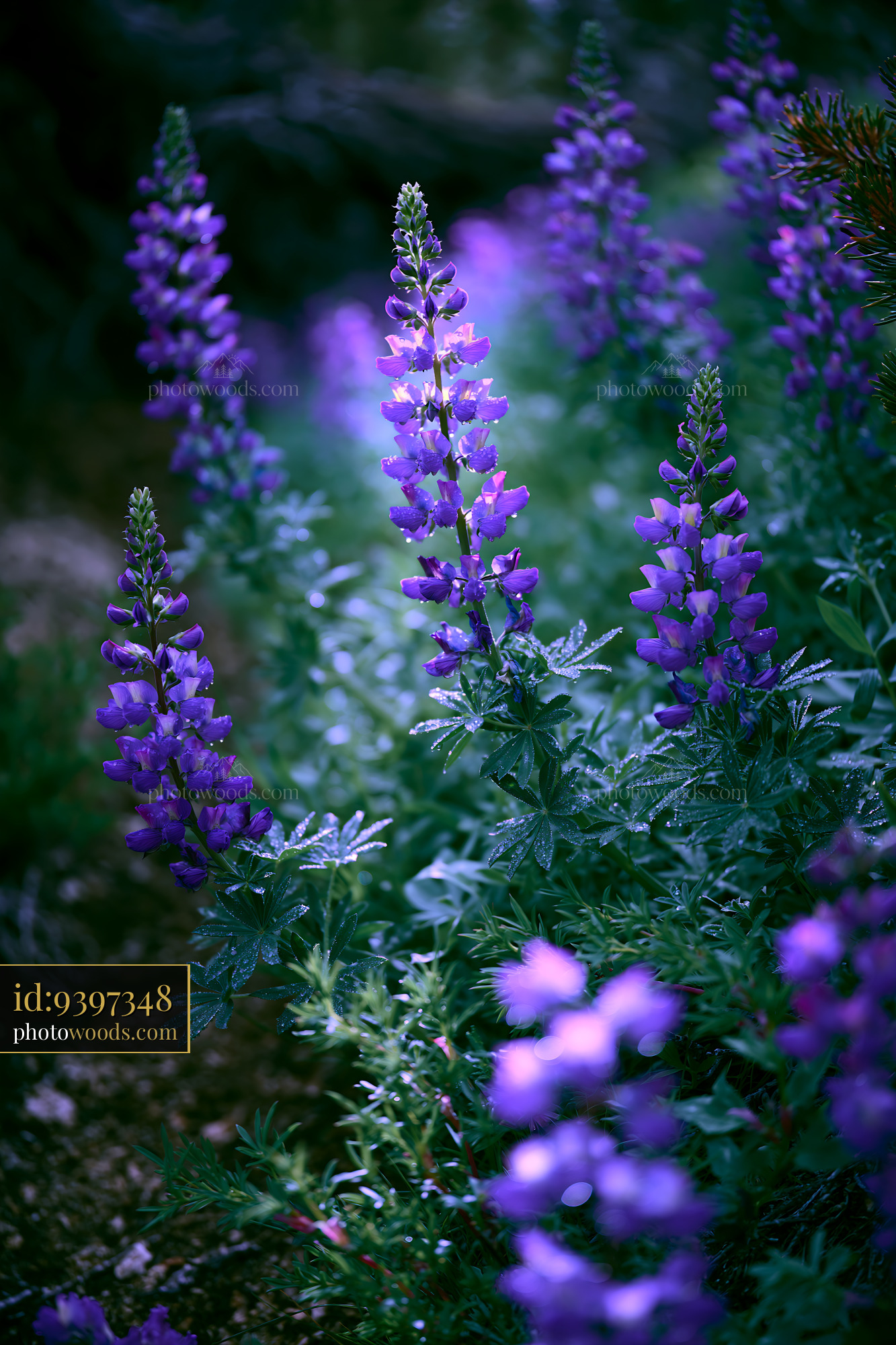 Purple Lupine Blossoms in Spring Meadow Setting