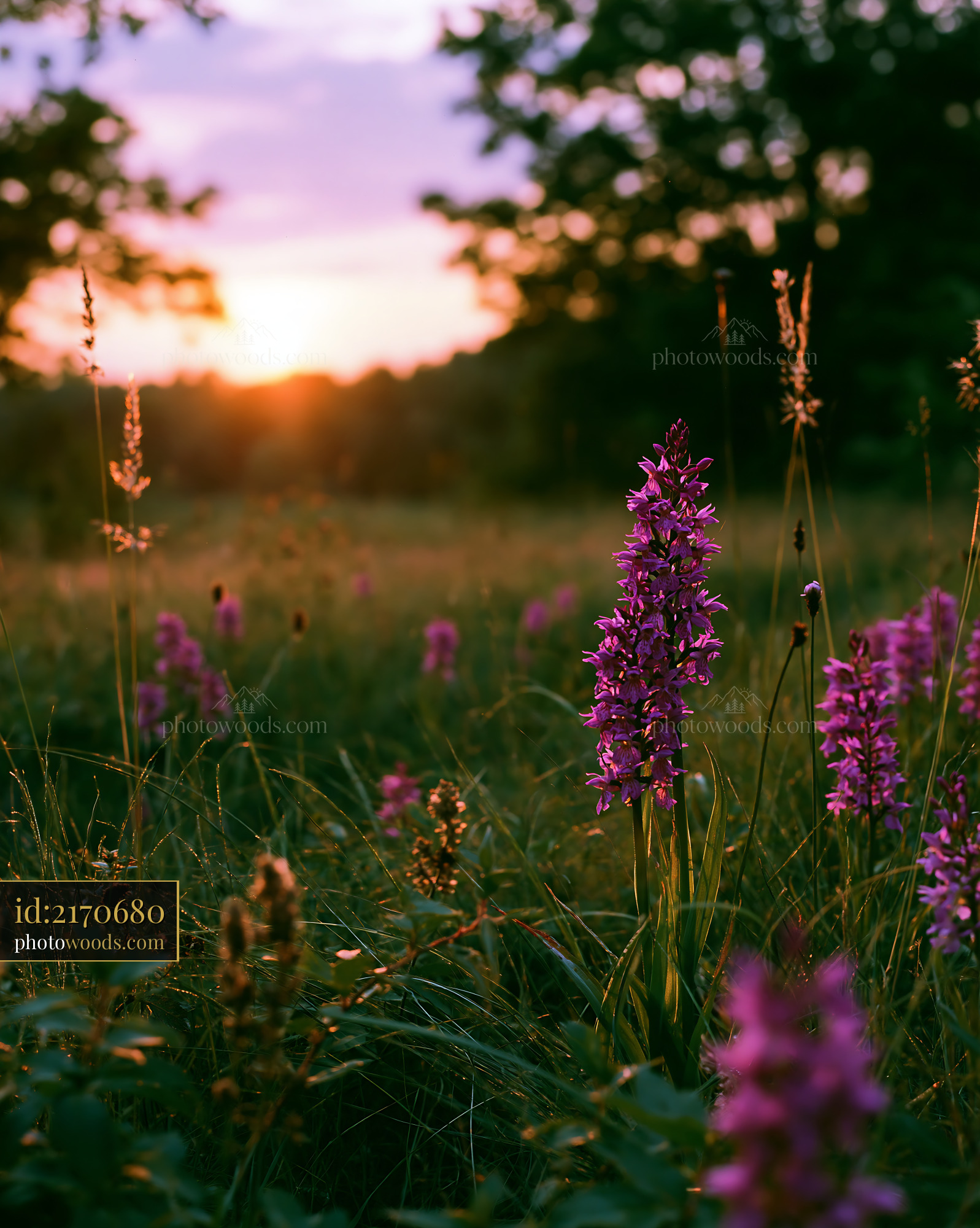 Purple Orchis Wildflower in a Meadow During Sunset