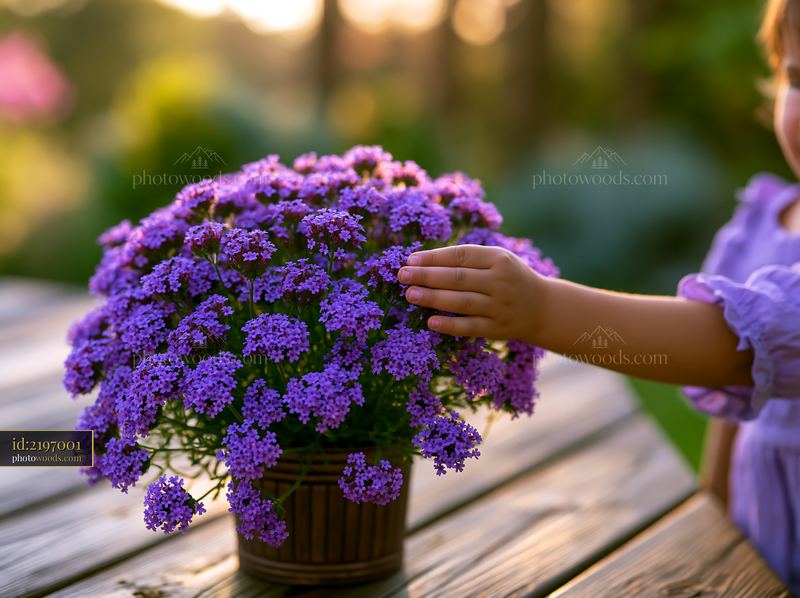 Purple verbena flowers in a container with a child's hand