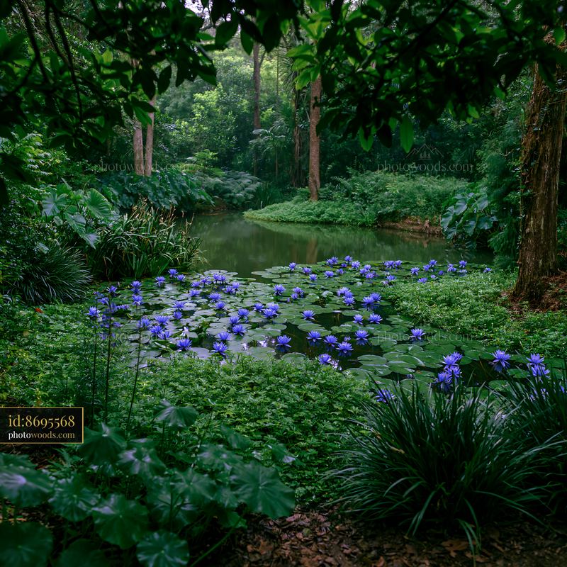 Tropical garden pond covered with blooming purple water lilies