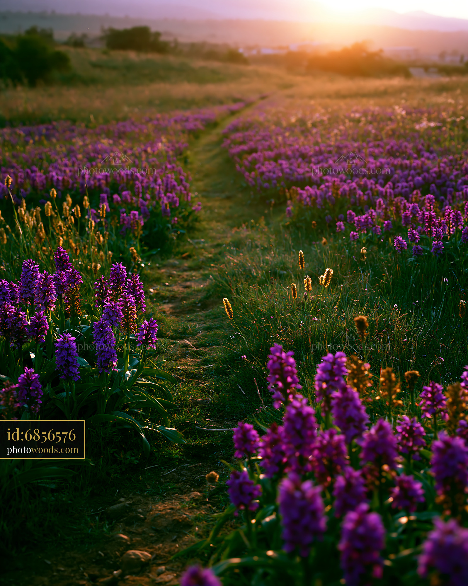 Purple Wildflowers Blooming at Sunset in a Meadow