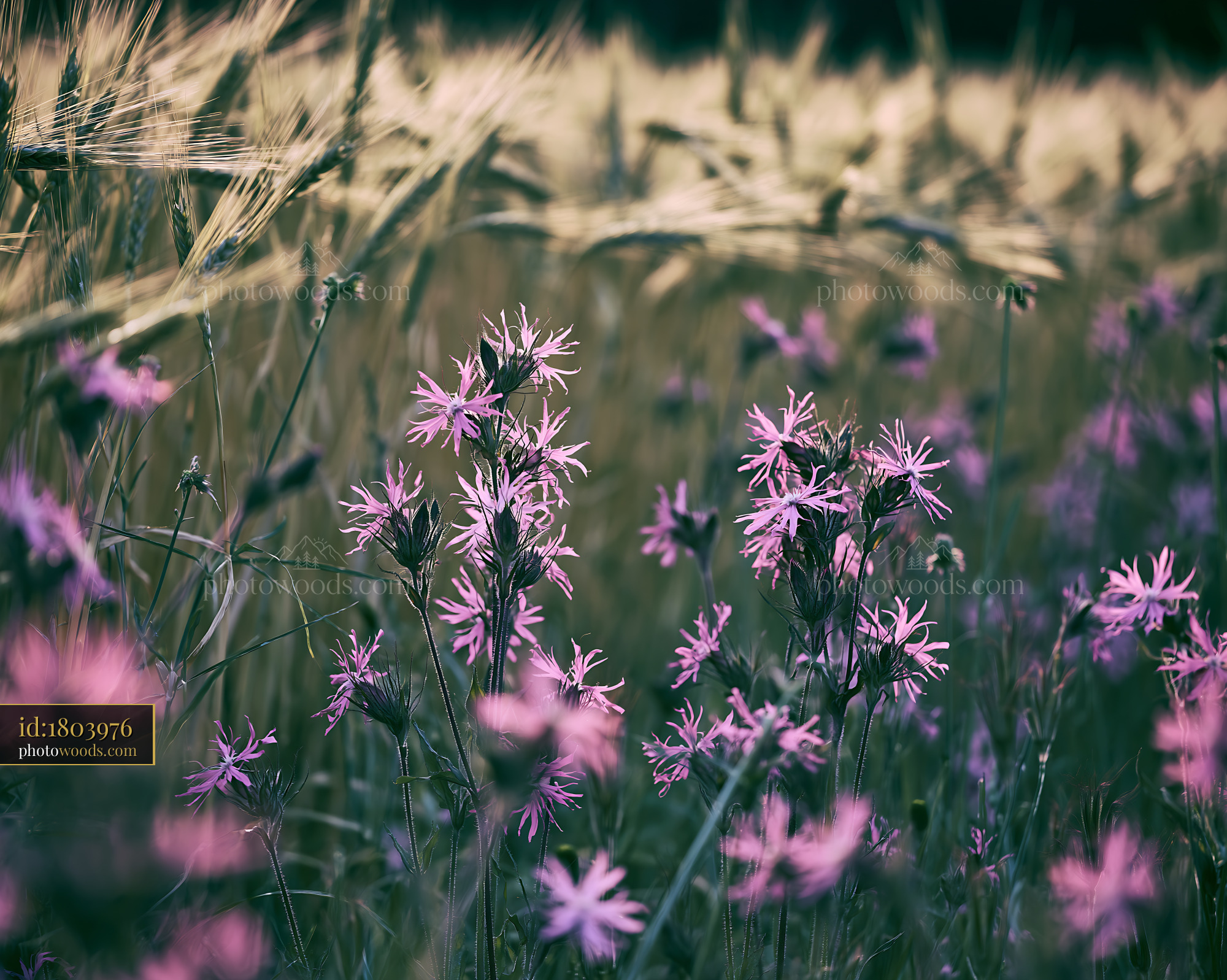 Ragged Robin Blooming in a Meadow With Tall Grass