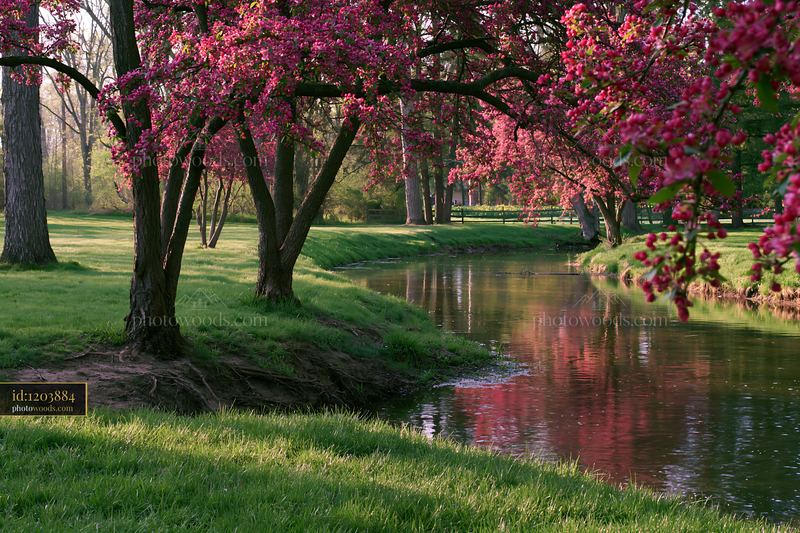 Red crabapple trees blooming by a river in spring