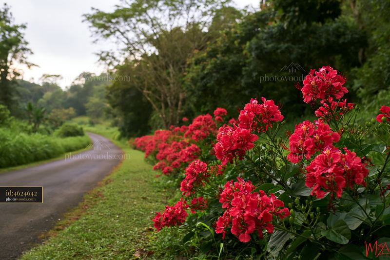 Vibrant red flowers along a winding road in a lush landscape