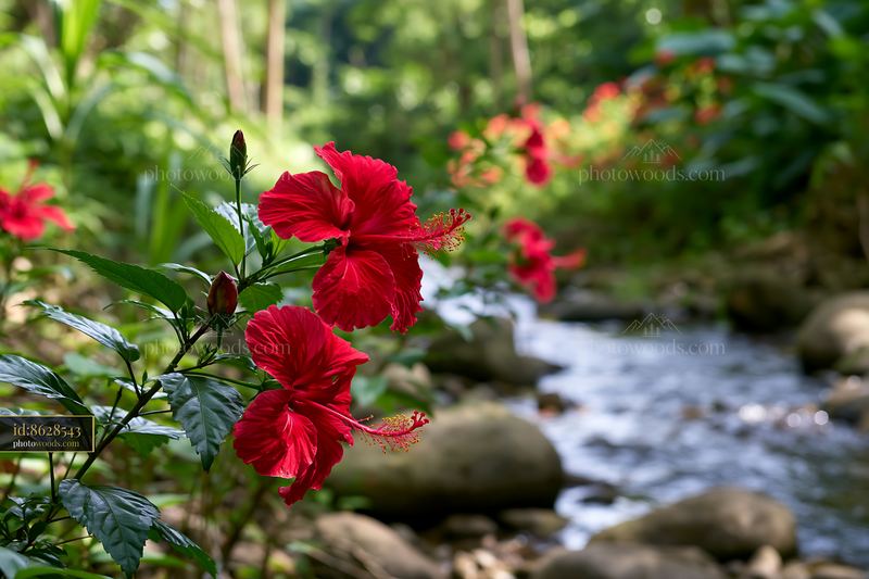 Red hibiscus flowers near a stream in a tropical forest