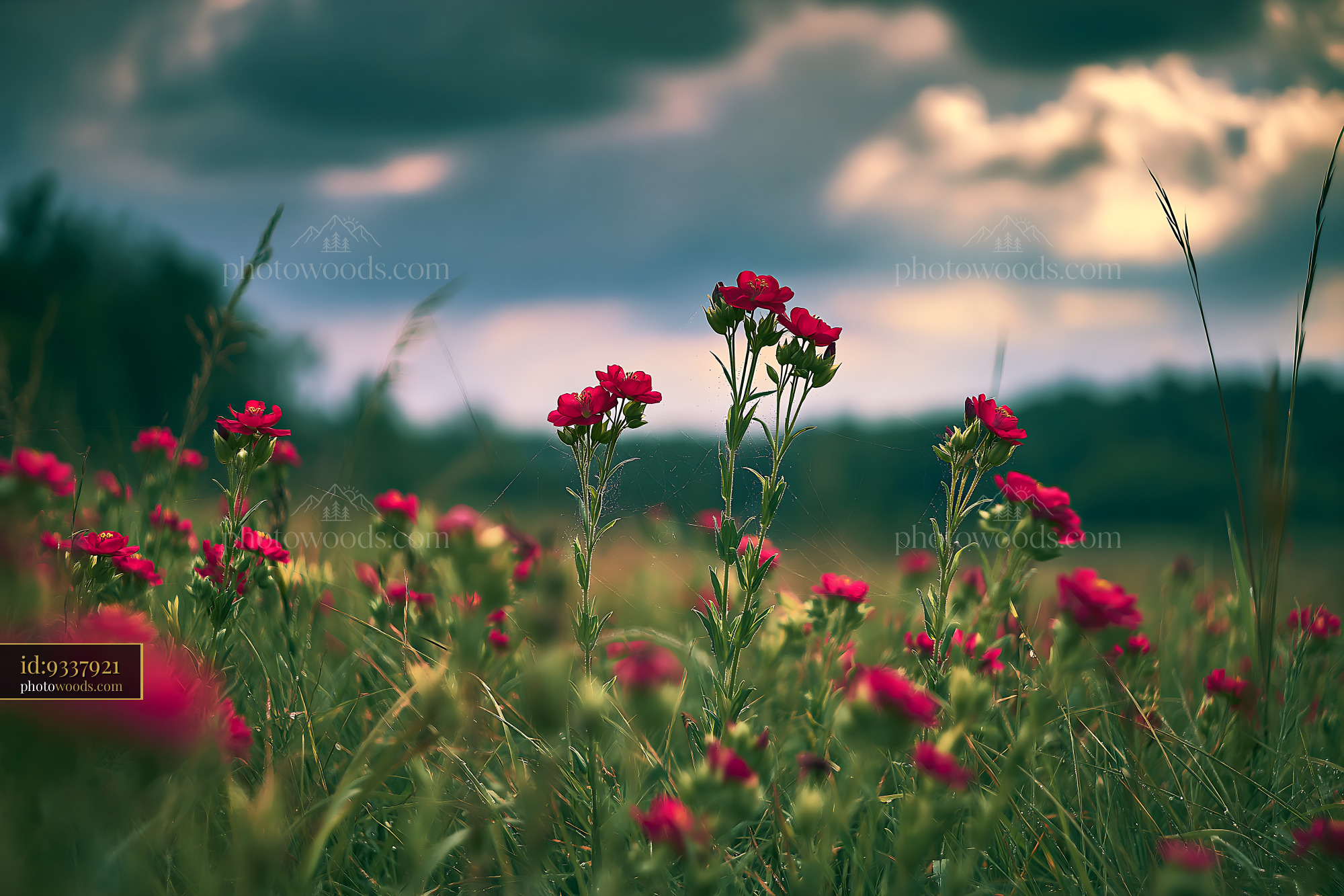 Red Pimpernel Flowers Blooming in a Meadow Under Cloudy Sky
