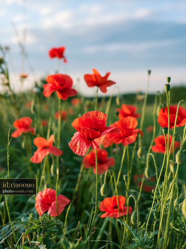Red poppies blooming in a meadow under a blue summer sky