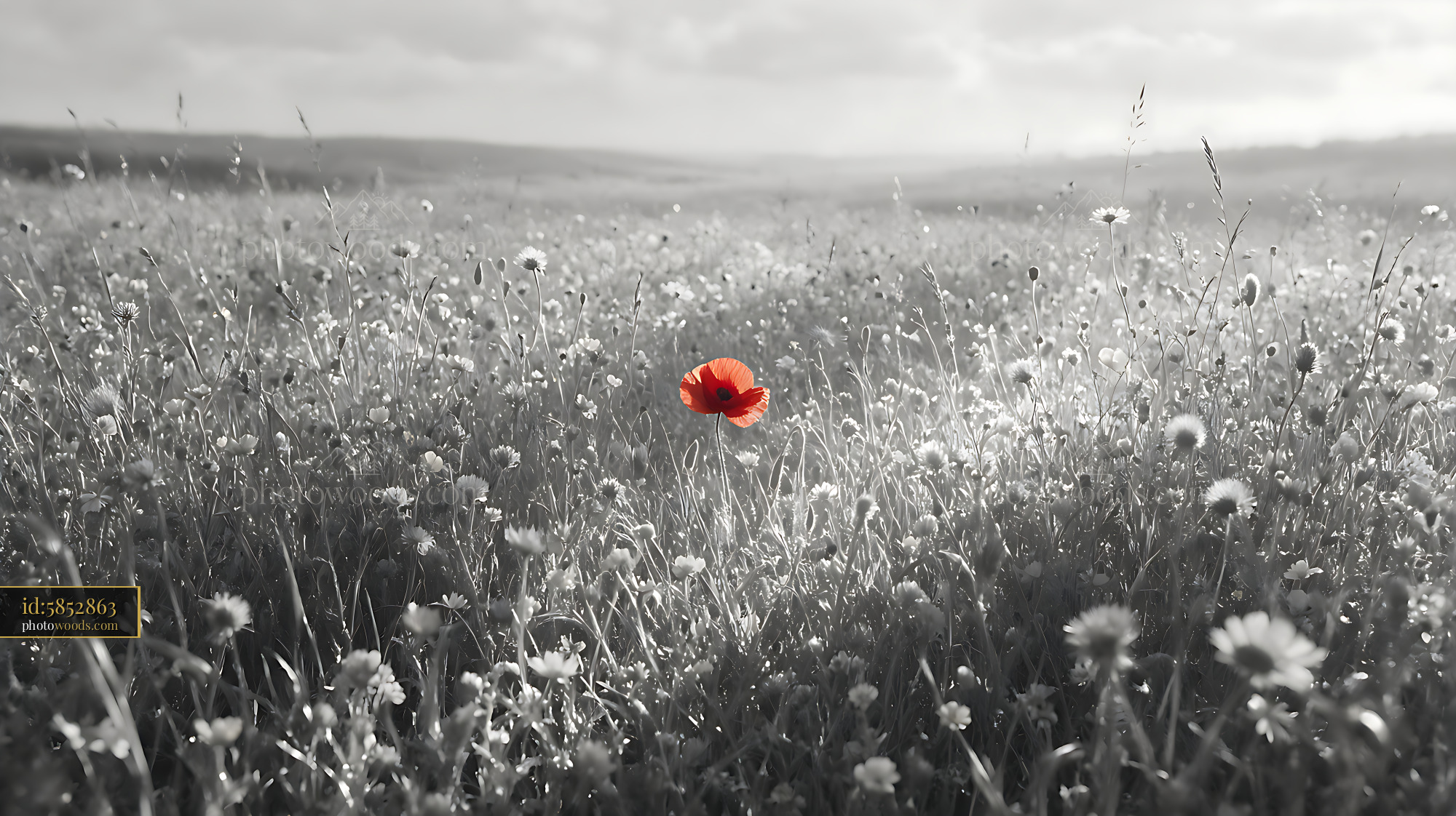 Red Poppy in a Wildflower Field During Springtime