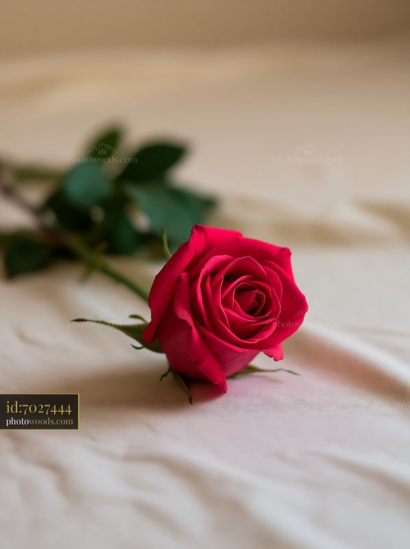Red rose on a neutral background with copy space
