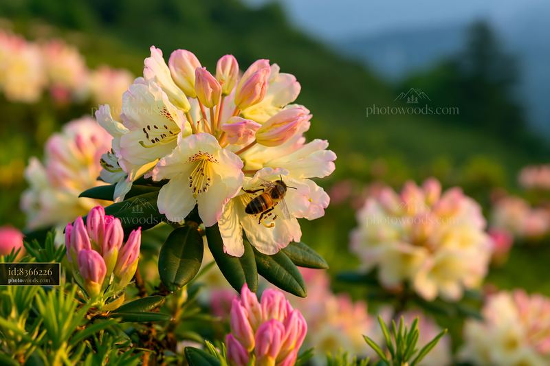 Rhododendron blooms with bees on hillside in natural light