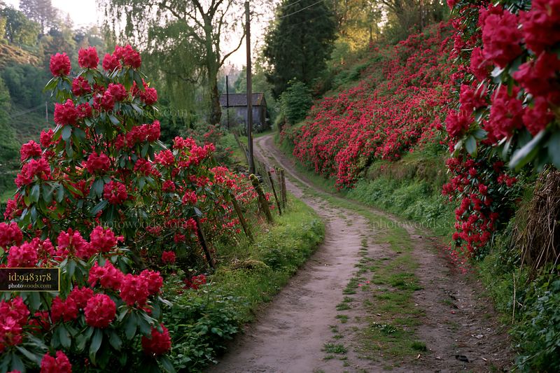 Rhododendron blooms along a winding hillside path