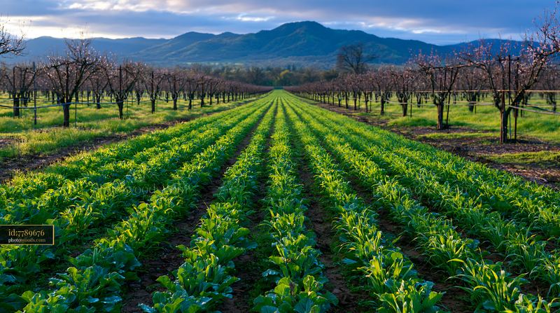 Almond tree blossoms in landscape with green crops and mountains