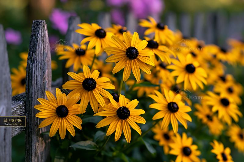 Bright rudbeckia flowers bloom near a wooden fence in sunlight