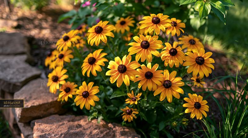 Rudbeckia flowers thrive under sunlight in a garden setting