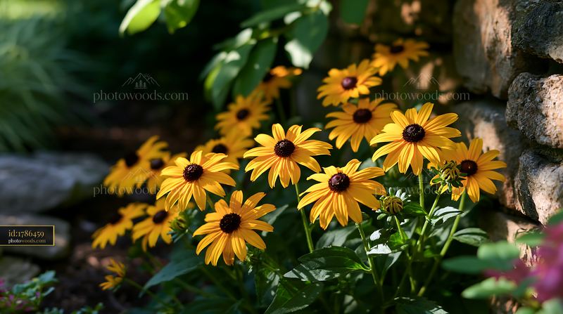 Rudbeckia flowers bloom near stone wall in sunny garden