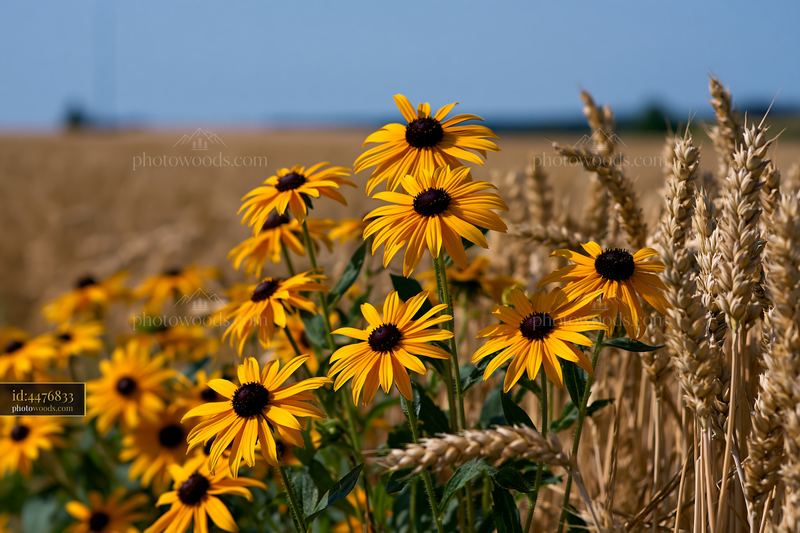 Rudbeckia flowers and wheat field under bright sunlight