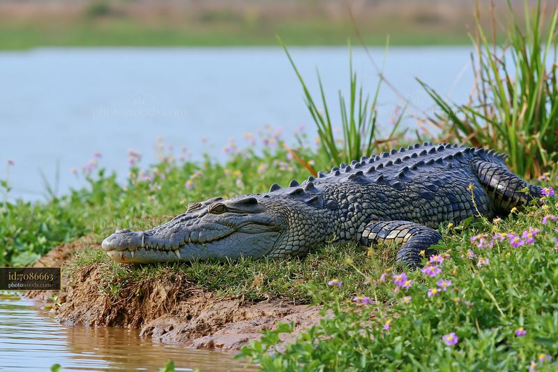 Saltwater crocodile resting beside a wetland