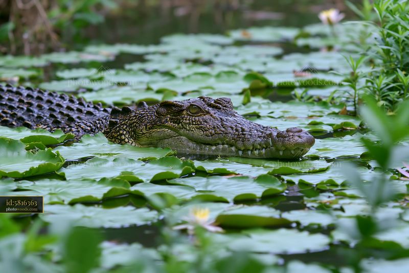 Saltwater Crocodile Resting Among Water Lilies