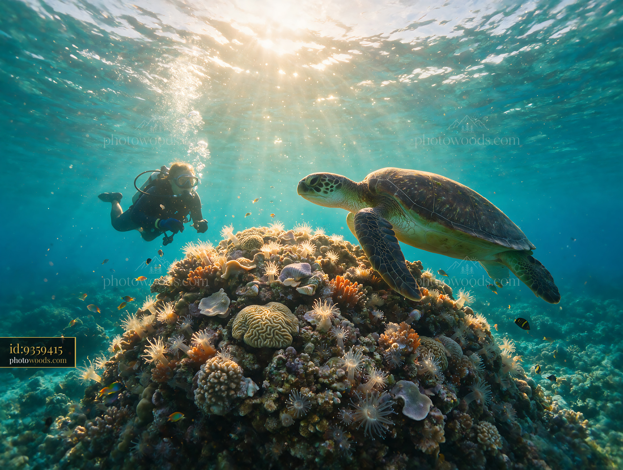 Scuba diver swims beside a sea turtle above a colorful coral reef in sunlit tropical seawater.