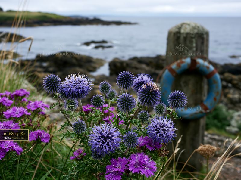 Sea holly flowers near rocky coast with distant water view